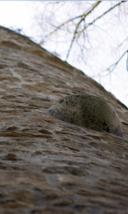 Meisenheim am Glan / Ansicht Bürgerturm mit Kanonenkugel